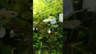#гуппиплатина #guppyplatinum #aquarium #аквариумистика #креветочник #наноаквариум #aquascapegallery