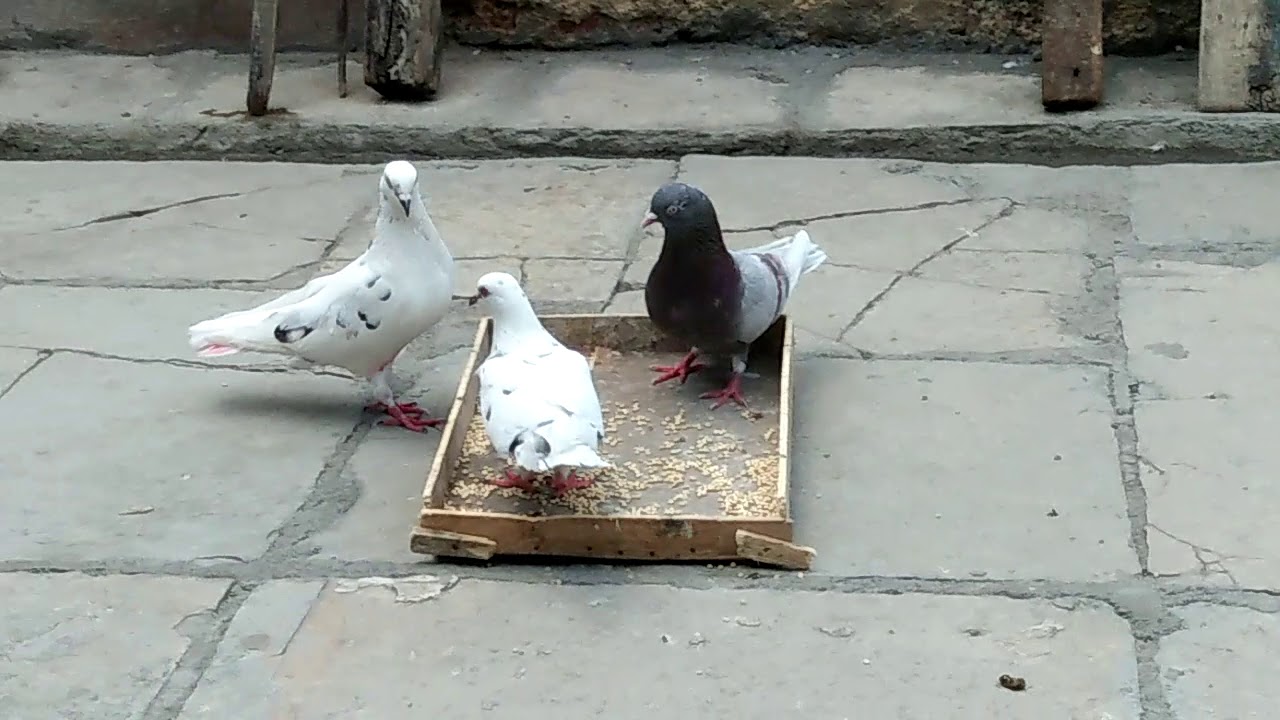 Pigeon eating - YouTube