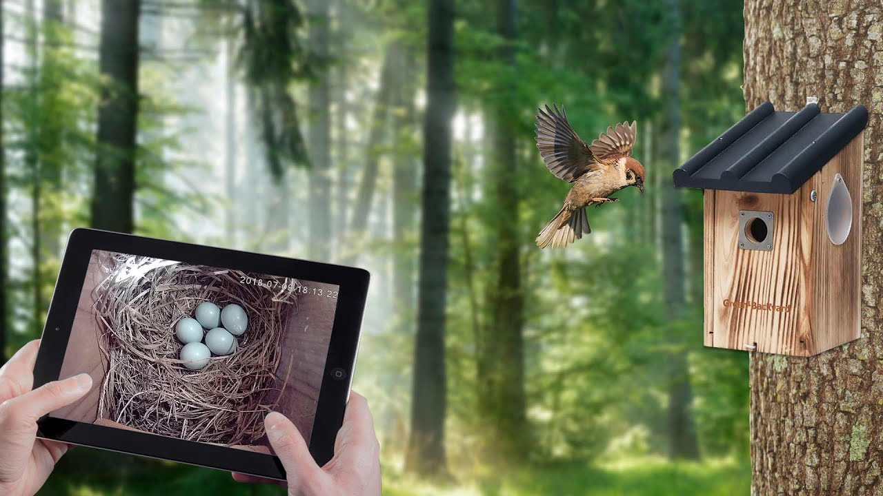 Nichoir Caméras : Comment visualiser des vidéos d'oiseaux en direct sur  votre smartphone 