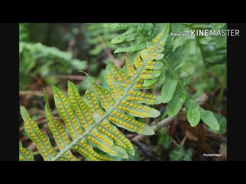 دورة حياة السرخس || الأحياء 🧬🌿