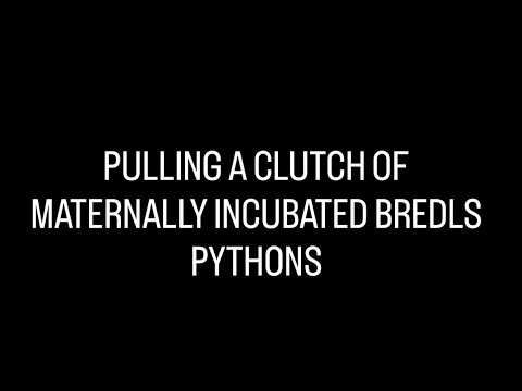 Pulling A Clutch Of Maternally Incubated Bredls Python Eggs 