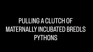 Pulling A Clutch Of Maternally Incubated Bredls Python Eggs