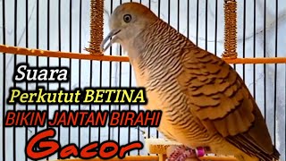 Perkutut Betina memanggil jantan ampuh Bikin BIRAHI perkutut lokal gacor dengan cepat