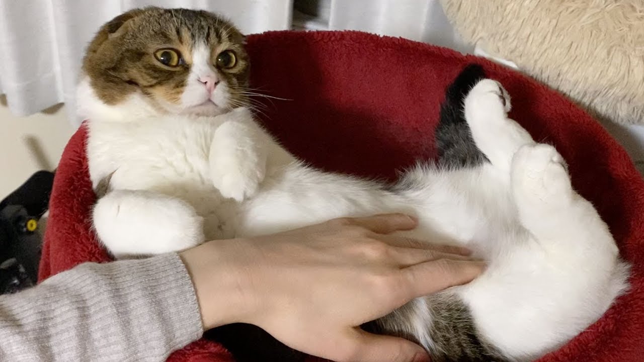The cat that lets you rub its enchanting belly - YouTube