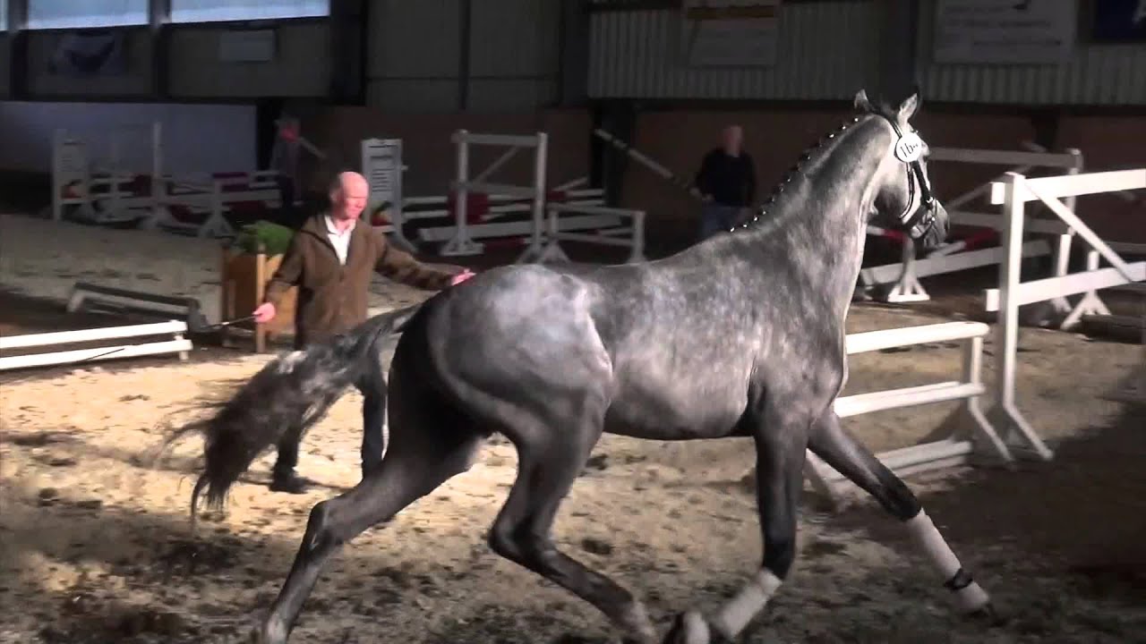 For RomanceSir Donnerhall I stallion * 2013 YouTube