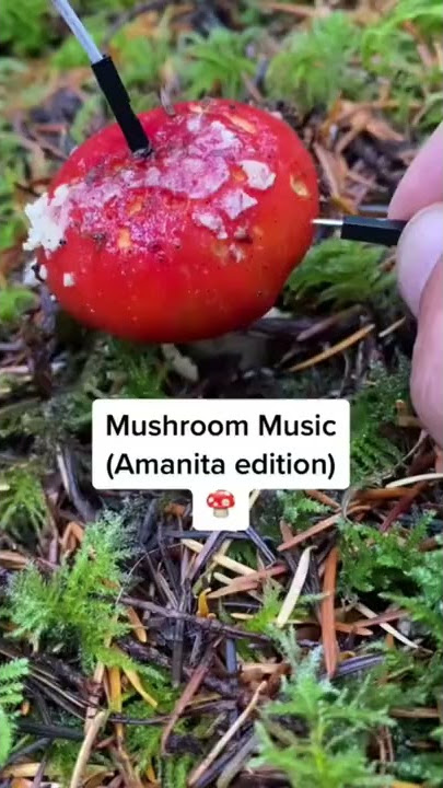 Modern Biology - Amanita mushroom music 🍄✨ #plants #shorts #synth #mushroom