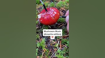 Thumbnail of Modern Biology - Amanita mushroom music 🍄✨ #plants #shorts #synth #mushroom