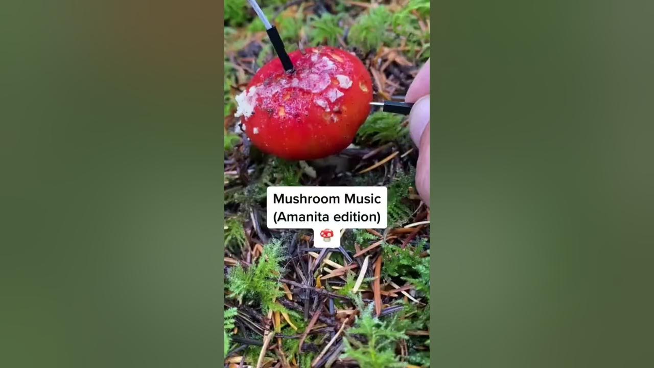 Modern Biology - Amanita mushroom music 🍄✨ #plants #shorts #synth #mushroom