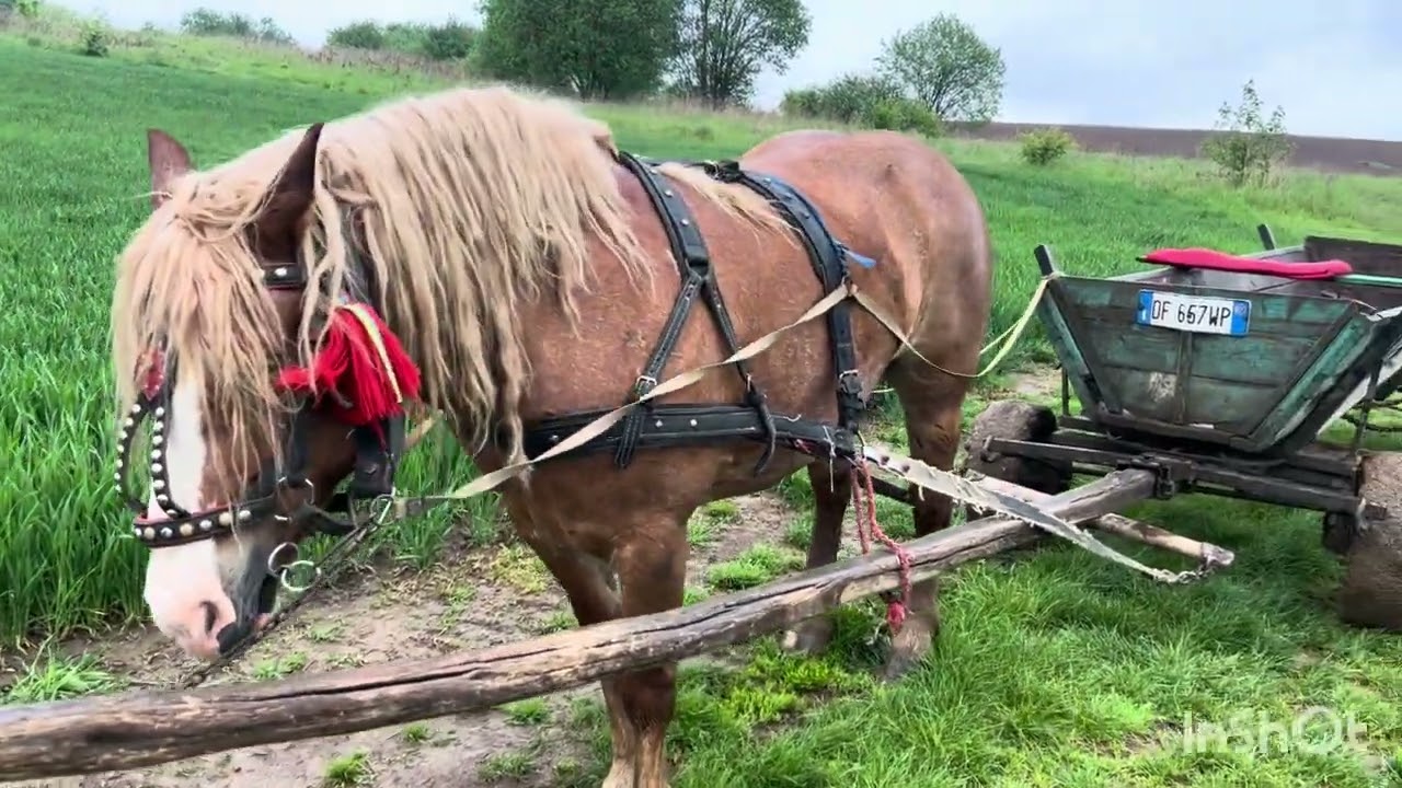 Коні Ваговози 🔥💪/Доля трішки працює 🐎🔥😉/Також на продажу ☎️📞💵💪