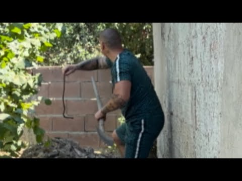 UJELA ME ZMIJA, ZAVRSIO U NIS NA KLINICKI