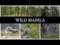 Exploring wildlife of manila uttarakhand  manila birding lodge  bird watching india