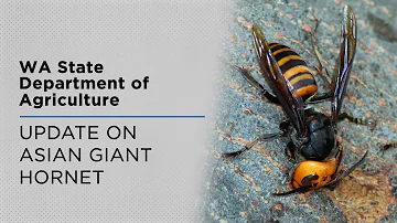 News Conference: What the WA State Dept. of Agriculture found inside the Asian Giant Hornet Nest