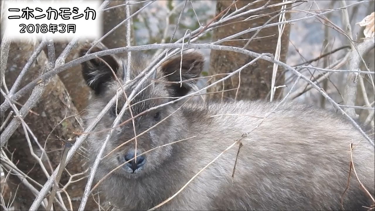 野鳥雨靴 ニホンカモシカ Japanese serow (Capricornis crispus)【特別天然記念物】