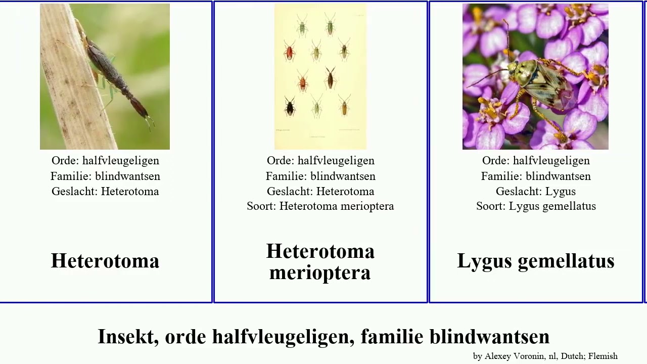 Insekt, orde halfvleugeligen, familie blindwantsen insect norvegicus Lygus Heterotoma henryi Time
