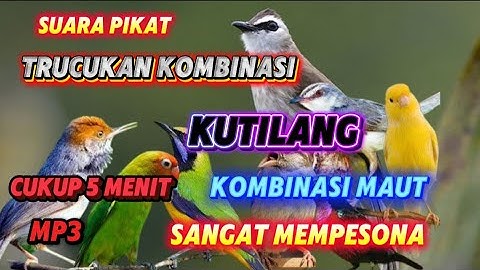 SUARA PIKAT TRUCUKAN RIBUT KOMBINASI KUTILANG KOMBINASI MAUT SANGAT MEMPESONA MP3 SUARA JERNIH