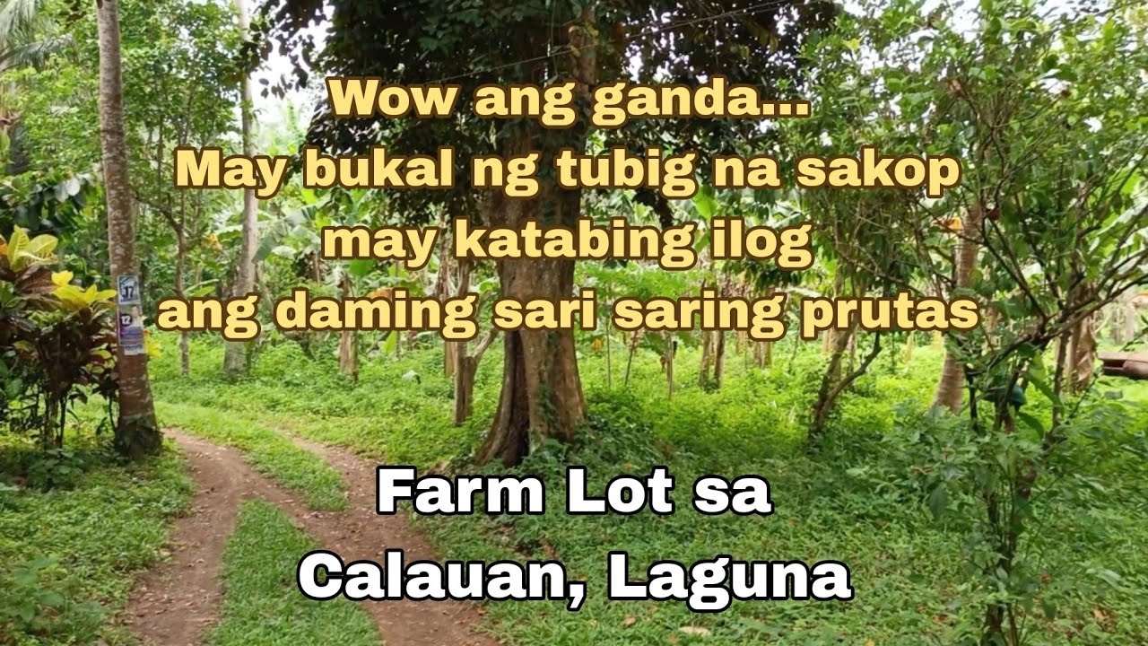 (P# 778) May bukal at tabi ng ilog 2.3 hectares Farm Lot @ 700/sqm net price in Calauan, Laguna