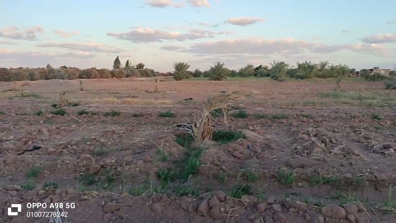 ارض زراعيه للبيع ٣ فدان ٢٠٠ نخله  في الوادي الجديد الخارجه  قريه ناصر 01007278242