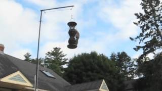 Squirrel on the Bird Feeder - Again.m4v