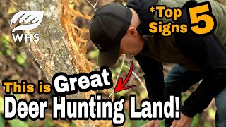 5 Signs You Found Great Deer Hunting Habitat