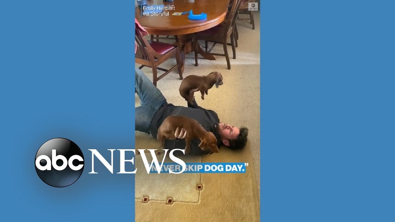 Man exchanges dumbbells for dachshunds | ABC News