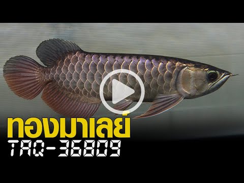 ปลามังกร ทองมาเลย์ เครื่องอย่างกาง หางอย่างฟู สีเบสแน่นๆทั้งตัว