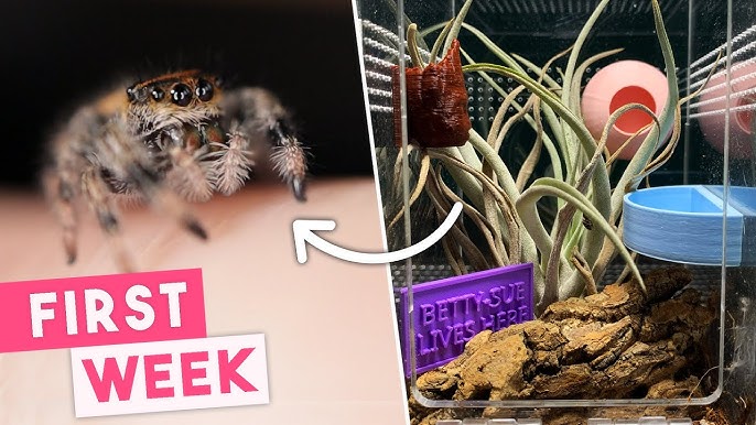 Keeping jumping spiders - quickly and easily explained! - Insektenliebe