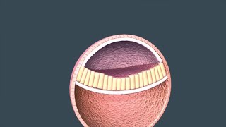 Pregnancy Weeks 4 to 8 - An Embryo Forms