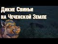 Дикие свиньи на чеченской земле. Как-то ночью на посту.