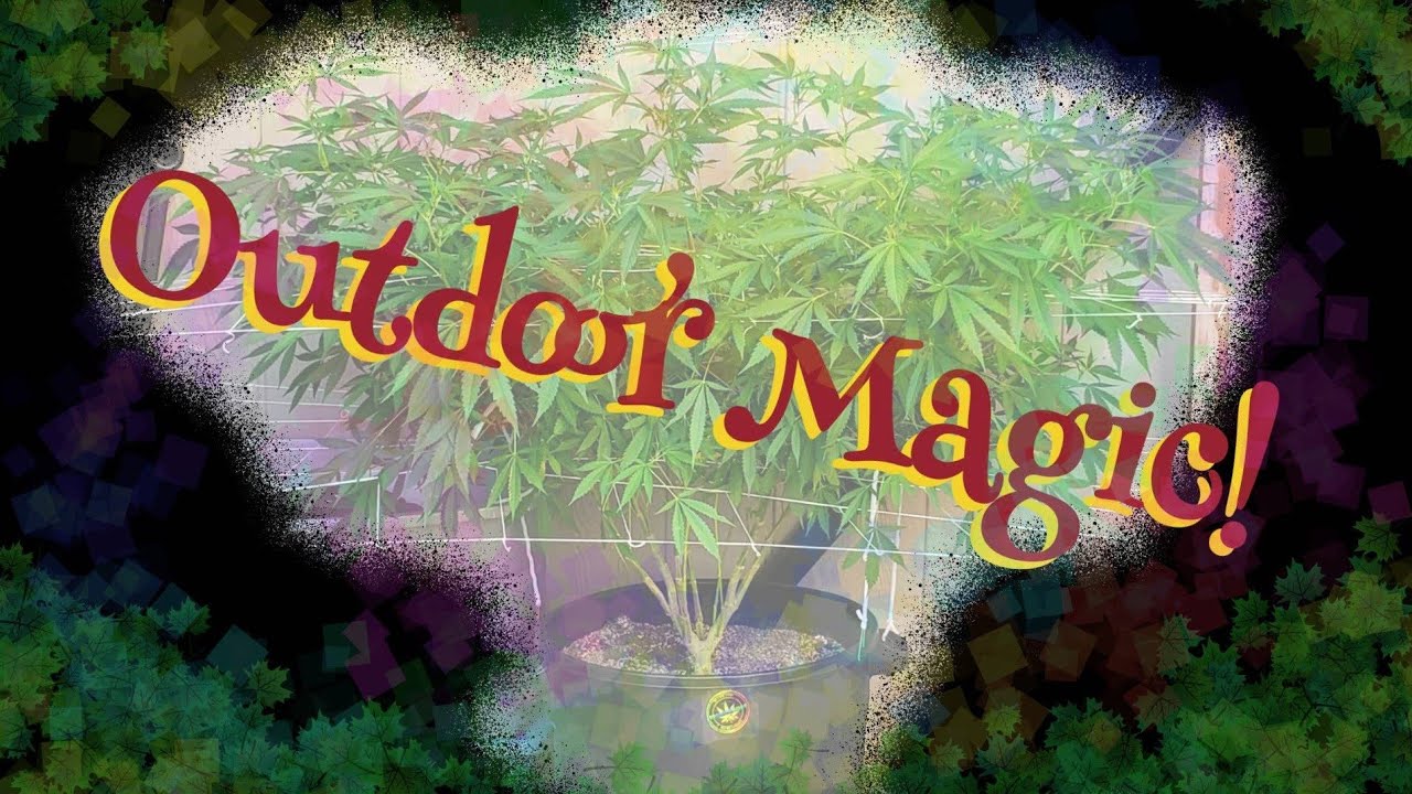 White Widow 🪄 6x8 one plant 😲 outdoors is magical ✨️