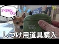 豆柴おと。犬用しつけグッズでしつけしようとするも邪魔する犬