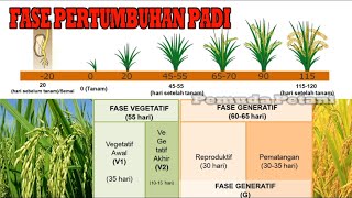 FASE PERTUMBUHAN PADI