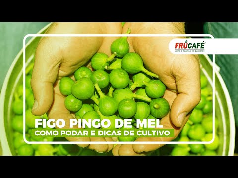 Você Conhece o Figo Pingo de Mel? Como Fazer a Poda e Dicas de Cultivo Dessa Fruta Especial!!