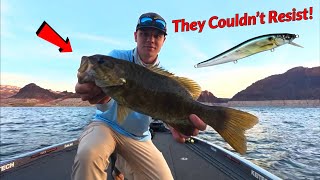Wind + Jerkbait = INSANE Smallmouth Bite! Lake Mead Bass Fishing