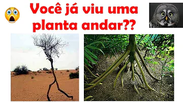Como as plantas se movimentam?