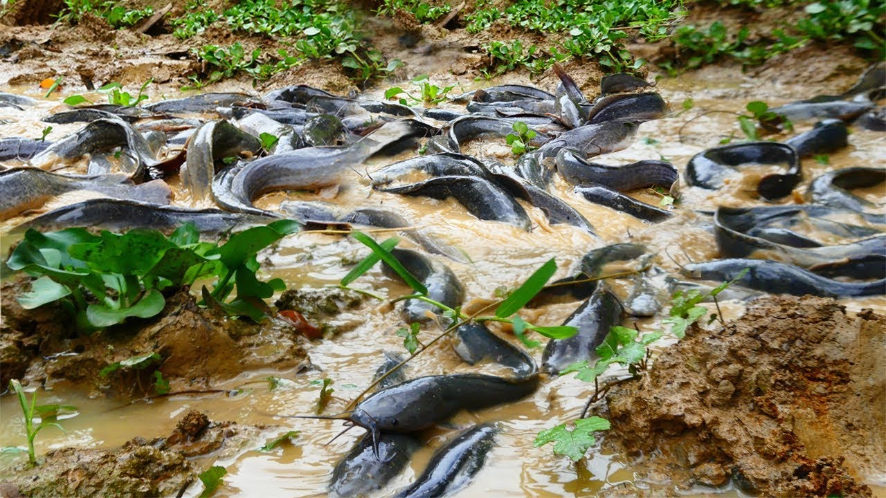 Top Fishing Video - Amazing Girl Fishing A Lot Catfish By Hand