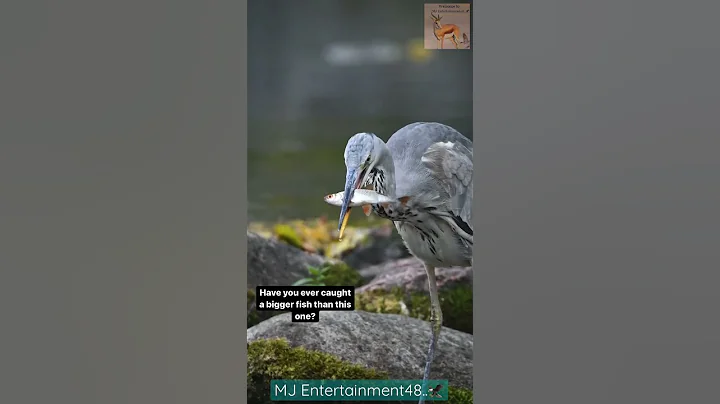 See how the big fish are caught.heron 🐟🦩🤭😍❤️#animals #wildlife #shorts - DayDayNews