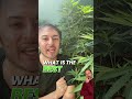 Best way to grow cannabis? #shorts