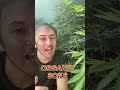 Soil or Hydro: Which Is Easier for Growing Cannabis?