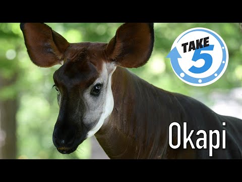 5 Weird, Wild & Wonderful Facts About Okapi