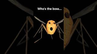 who's the boss #funny #comedy