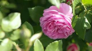 Sommerliche Blütenfülle im Garten screenshot 1