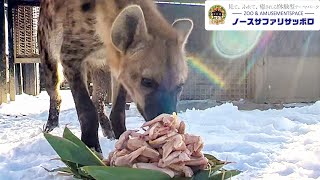 ハイエナが大量の手羽先を骨ごとバリバリモグモグ食べる動画