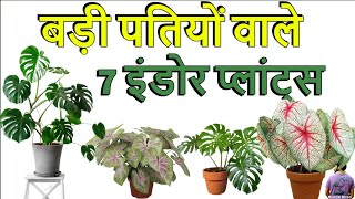 बड़ी और खूबसूरत पतियों वाले 7 इंडोर प्लांट्स। 7 Big & Beautiful Leaves Indoor Plants .