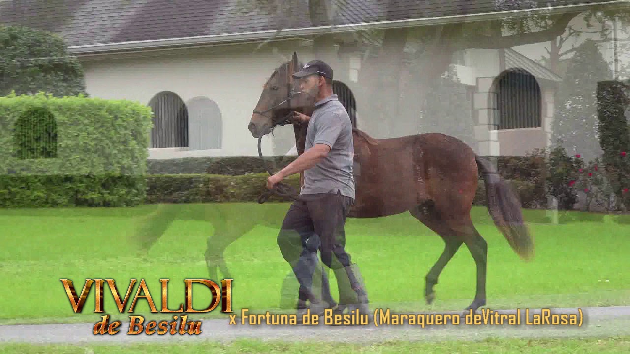 FINAL vivaldi de besilu and his offspring 2019 1080p correct filly
