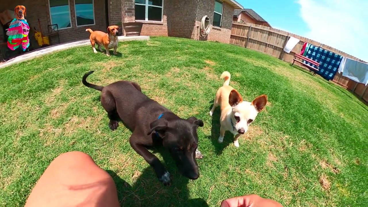 Rescue Border Collie Lab Mix Pup Learn to Give Paw Tricks 