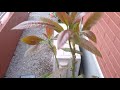 SATISFYING NABUHAY OLIT AVOCADO TREE #asmr #shortsvideo #plants