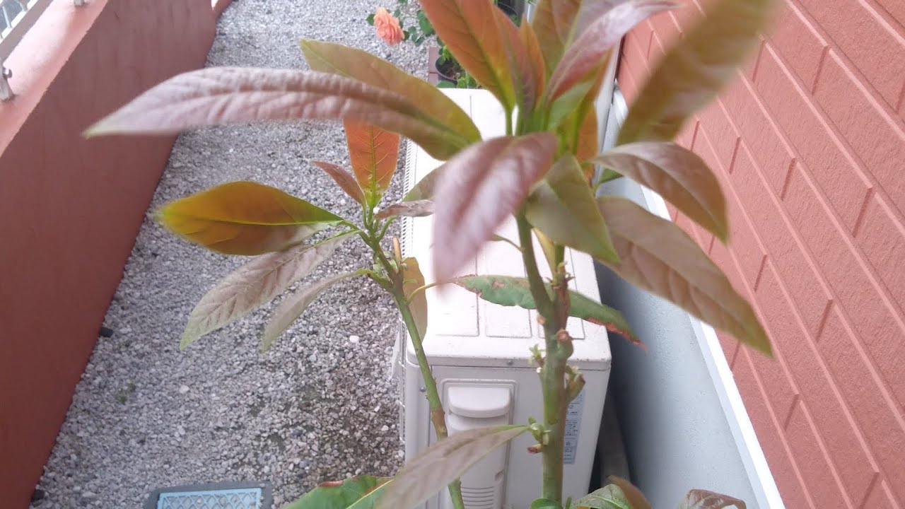 SATISFYING NABUHAY OLIT AVOCADO TREE #asmr #shortsvideo #plants