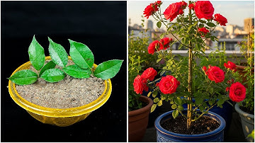 Leaf to plant | How to grow rose plant at home from leaf | Tips & tricks in this video