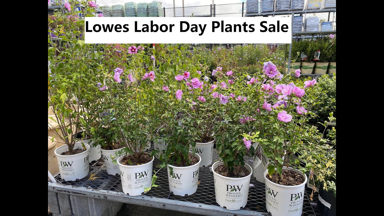 Lowes Labor Day Plants Sale - YouTube