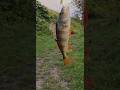 Весёлый окунь #рыбалка #fishing